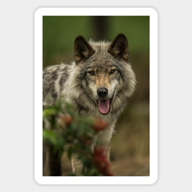 Timber Wolf Sticker by jaydee1400